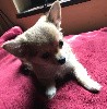  - Chiots Chihuahuas LOF disponible
