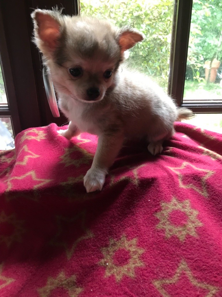 du Royaume d'Hautecour - Chiot disponible  - Chihuahua