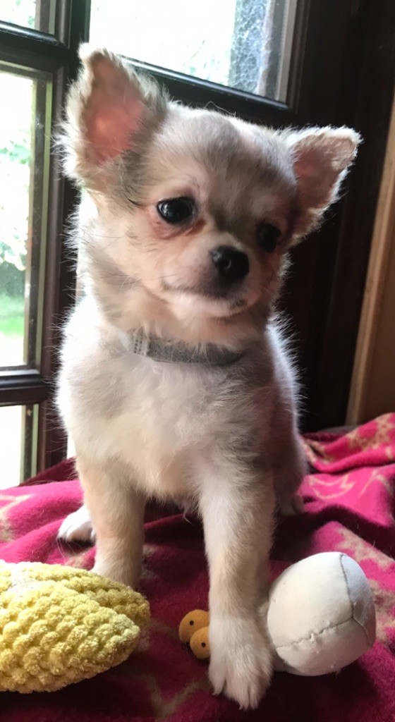 chiot Chihuahua du Royaume d'Hautecour