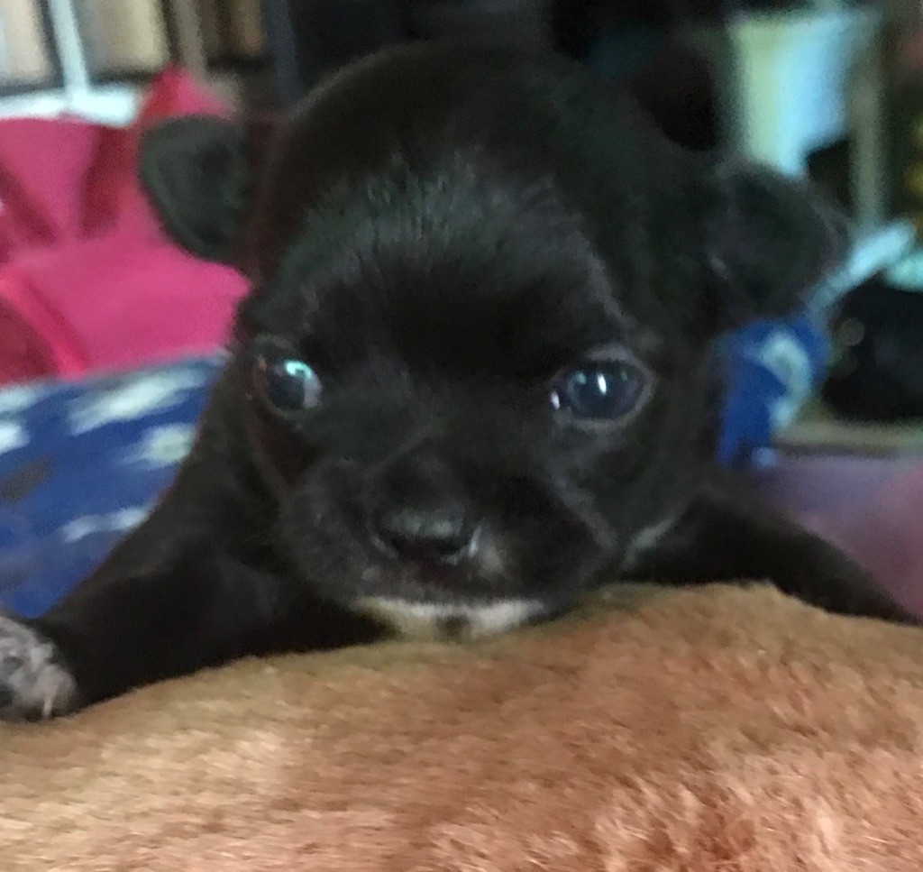 chiot Chihuahua du Royaume d'Hautecour