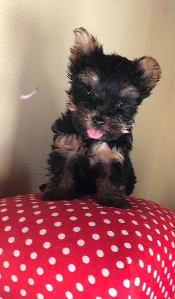 du Royaume d'Hautecour - Chiots disponibles - Yorkshire Terrier