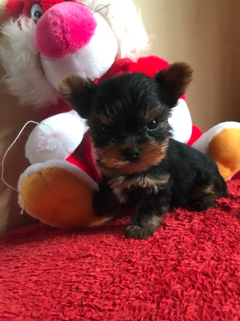 Chiot Yorkshire Terrier du Royaume d'Hautecour