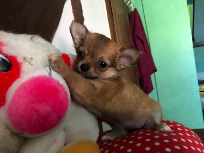 CHIOT 4