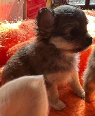 CHIOT 4