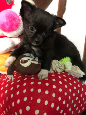 CHIOT 3