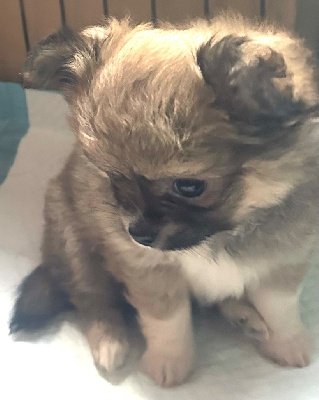 CHIOT