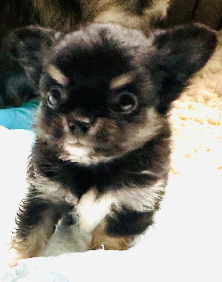 CHIOT 3