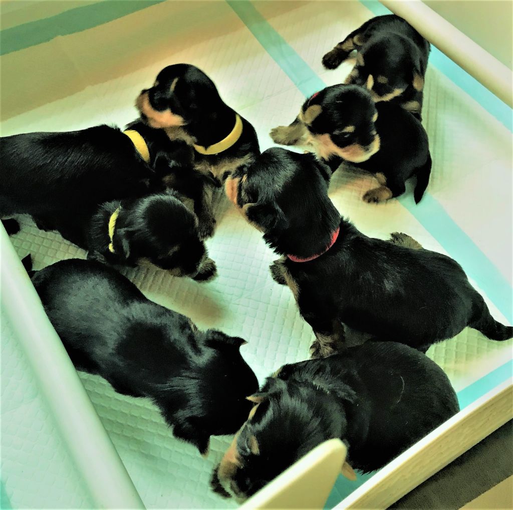 du Royaume d'Hautecour - Yorkshire Terrier - Portée née le 01/05/2018