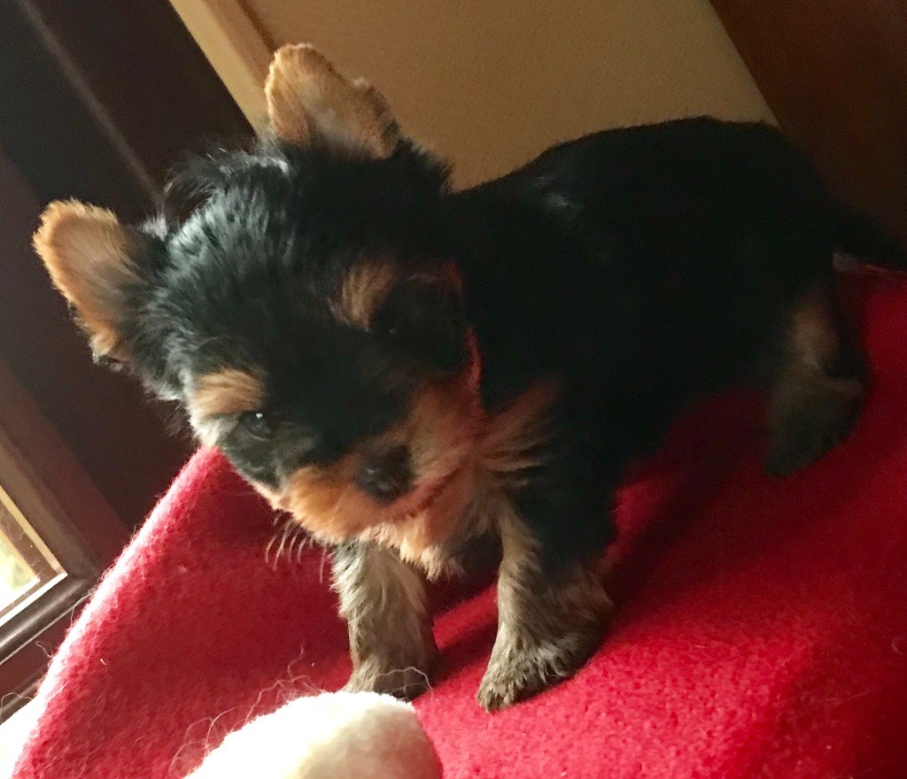 Chiot Yorkshire Terrier du Royaume d'Hautecour