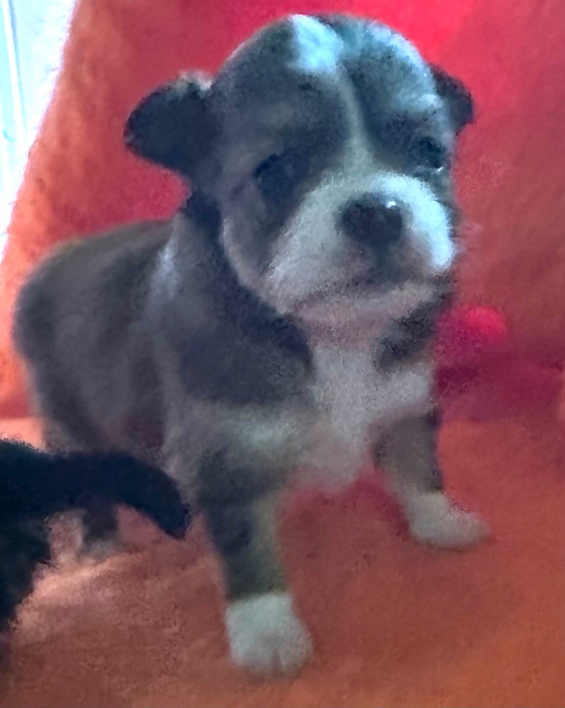 du Royaume d'Hautecour - Chiots disponibles - Chihuahua