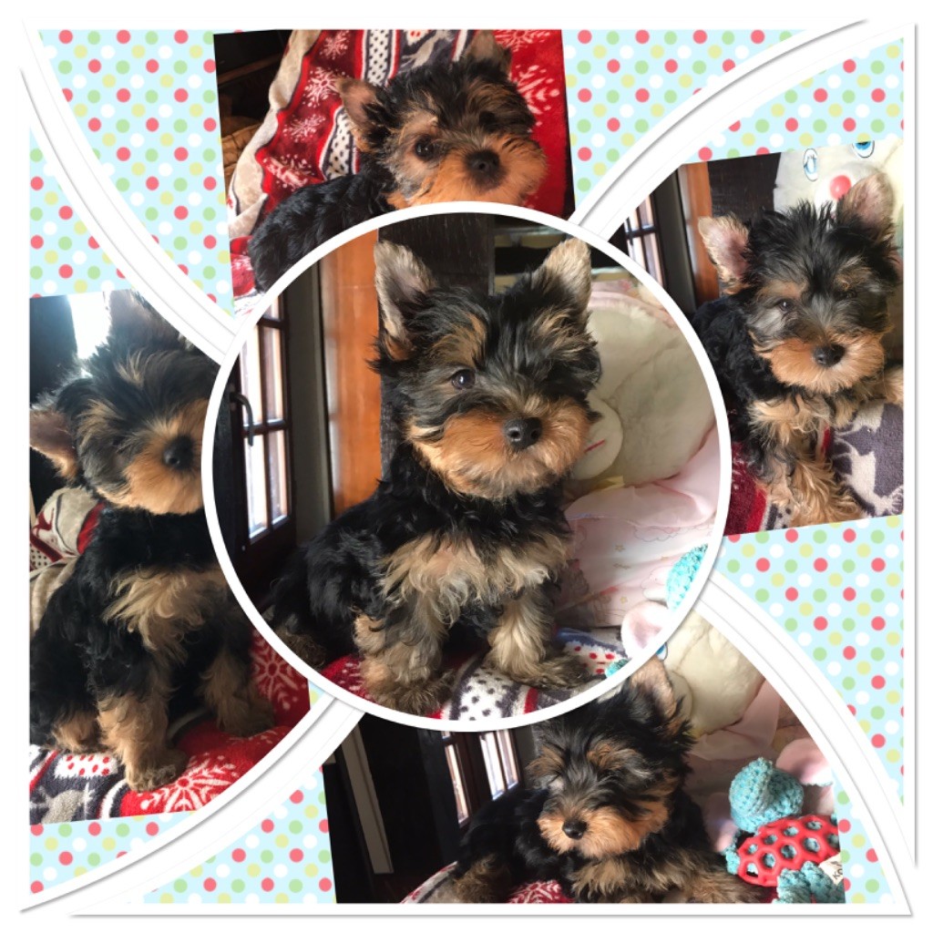 du Royaume d'Hautecour - Yorkshire Terrier - Portée née le 17/01/2020