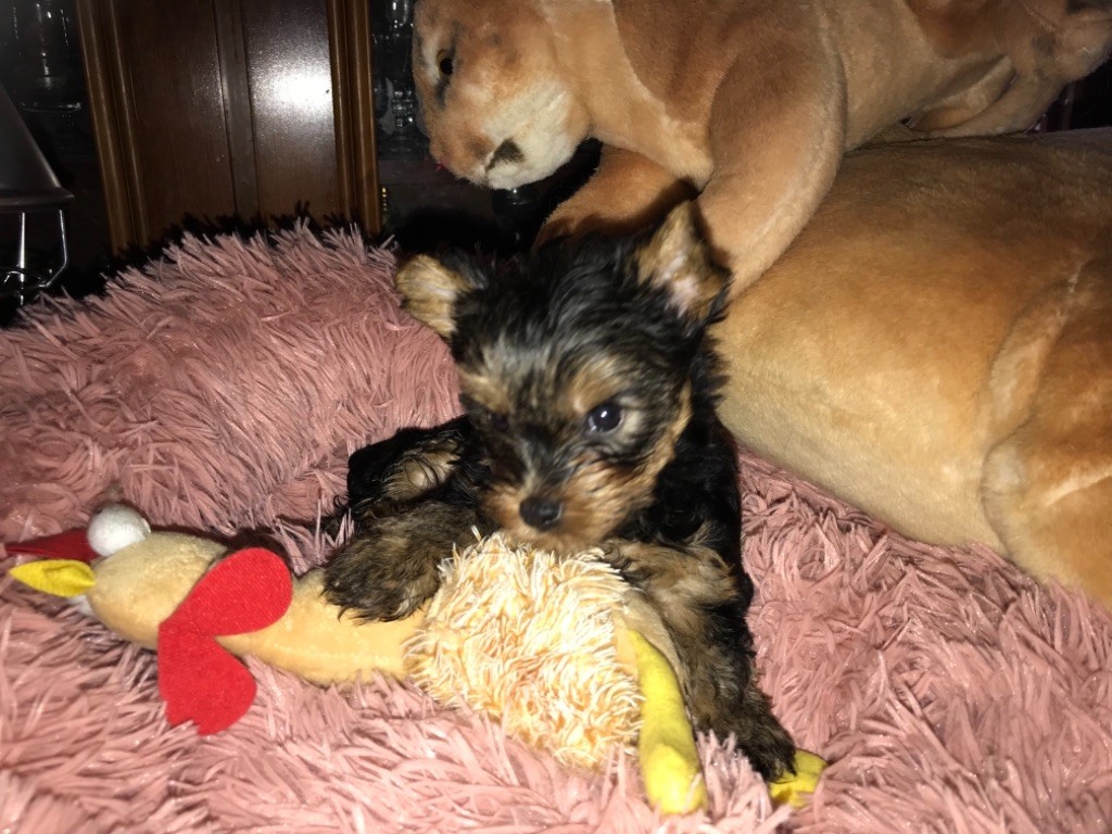 du Royaume d'Hautecour - Chiots disponibles - Yorkshire Terrier