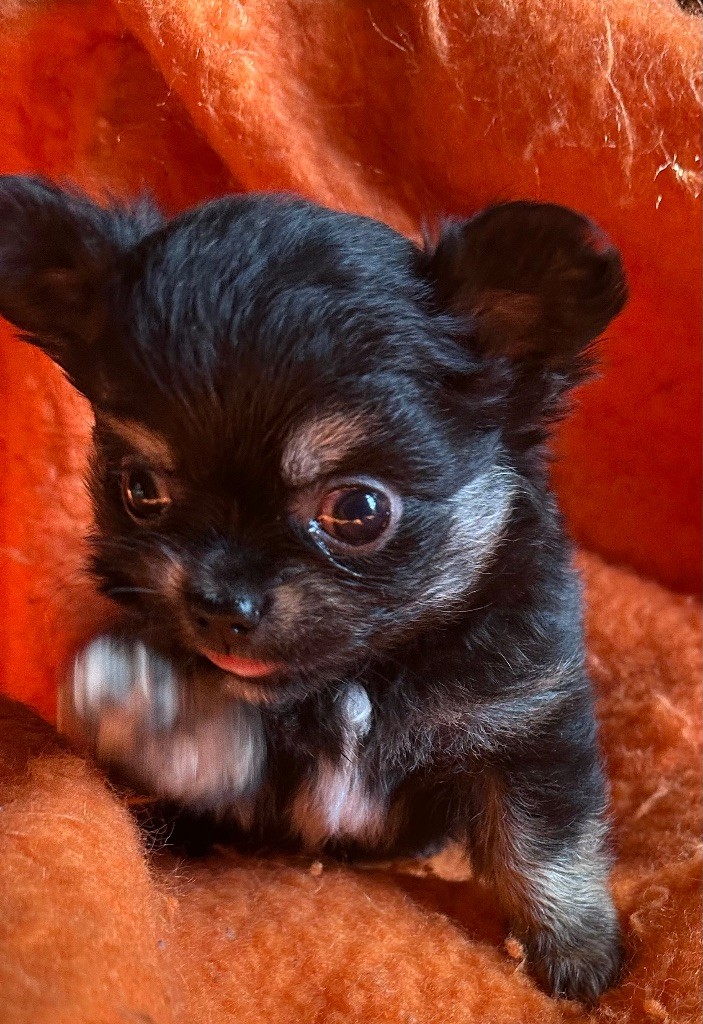 du Royaume d'Hautecour - Chiots disponibles - Chihuahua